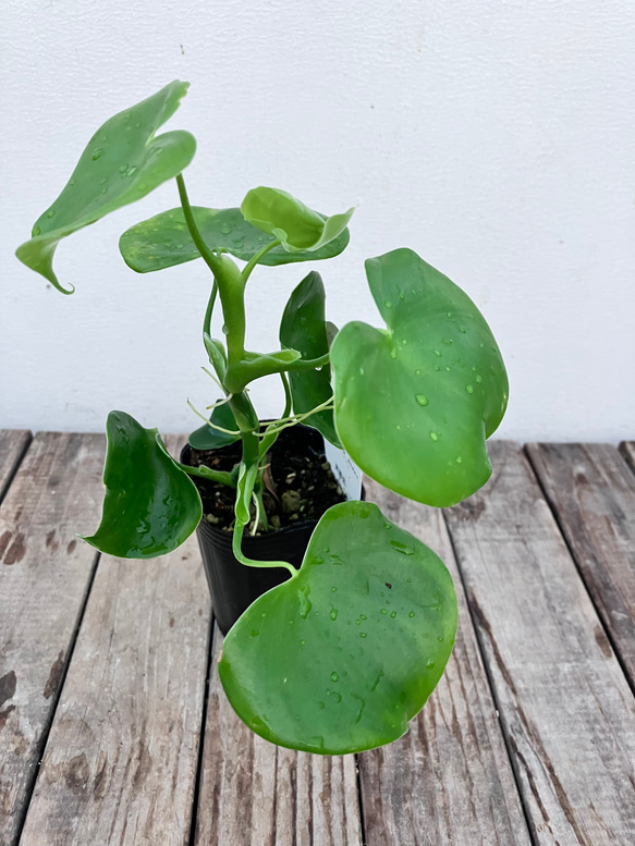 ハートフィロデンドロン＊グラジエラエ＊観葉植物＊送料込み価格＊ 10枚目の画像
