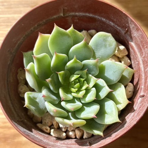 新入荷!!多肉植物 エケベリア 韓国苗 ブルーアイ(送料込み) 多肉植物