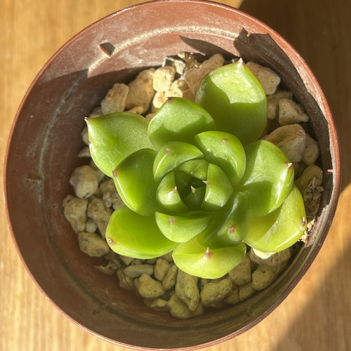 新入荷!!多肉植物 エケベリア 韓国苗 ムーンストーン(送料込み) 多肉