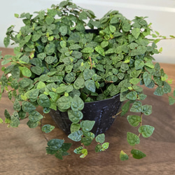 カラテアムサイカ観葉植物 その他インテリア雑貨 グリーンハウス 通販