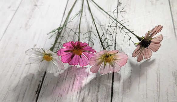 再販】コスモス アメリカンフラワー/ディップアート アートフラワー