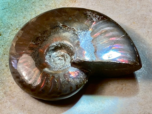 レインボー 大きめ オパール アンモナイト 化石 アンモライト 天然石