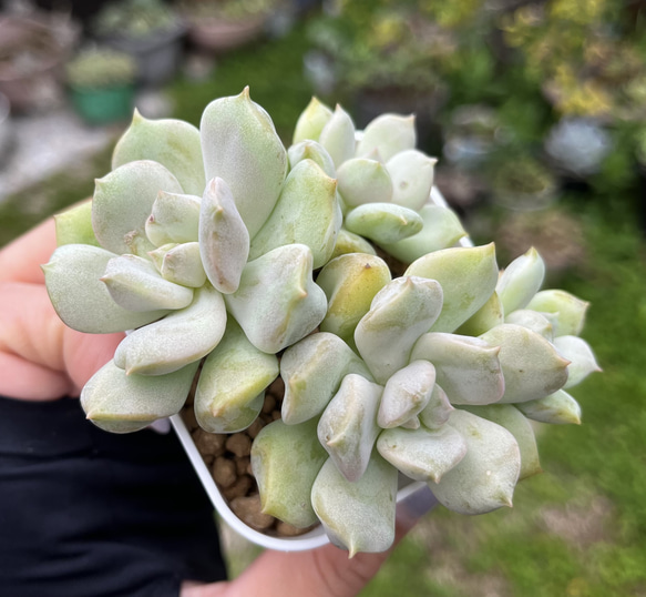 SOLD スーパーミルク 厳選韓国苗 多肉 抜き苗 ネームタグ付き 多肉植物