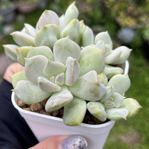 SOLD スーパーミルク 厳選韓国苗 多肉 抜き苗 ネームタグ付き 多肉植物