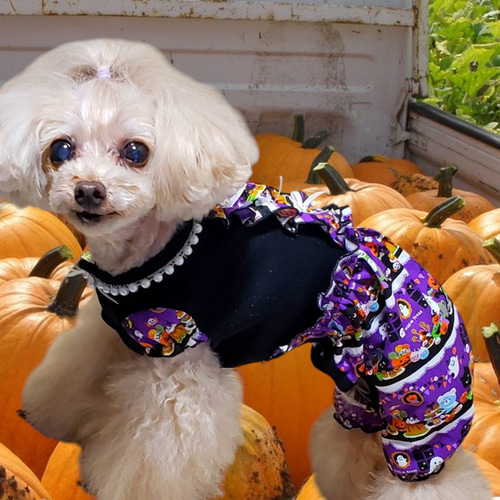 犬服／猫服 ハロウィンワンピース/オールインワン ハロウィン