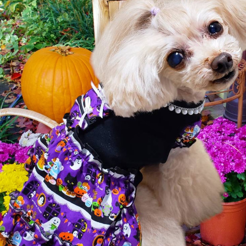 犬服／猫服 ハロウィンワンピース/オールインワン ハロウィン