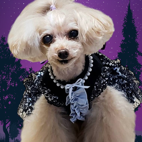 犬服ハンドメイド♡ミィモ♡ハロウィンワンピ♡ラグラン袖ハイネック