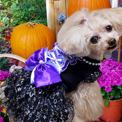 ♥︎︎Rossher♡♡♥︎︎ ハンドメイド犬服 ハロウィン チュールワンピース ♥︎︎Rossher♡♡様専用♥︎︎ ハンドメイド犬服 ハロウィン