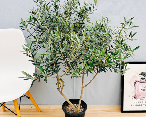 現品］☆おすすめ☆ 21番 創樹 オリーブ ピクアル 7号 観葉植物