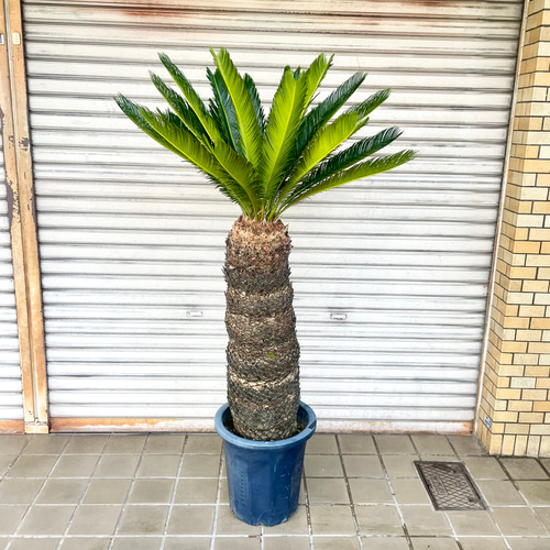 ⭐️【超特大・ソテツ•大量子株‼︎】⭐️蘇轍 ソテツ シンボルツリー級 ⭐️【超巨大・ソテツ】⭐️蘇轍 ソテツ シンボルツリー級 子株つき