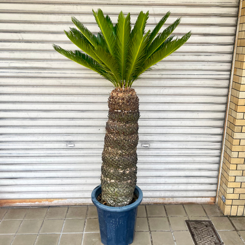 超大型 シンボルツリー 樹形抜群 ソテツ 蘇鉄 Cycas revoluta 10号
