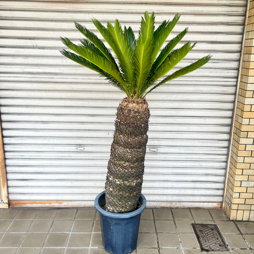 超大型 シンボルツリー 樹形抜群 ソテツ 蘇鉄 Cycas revoluta 10号