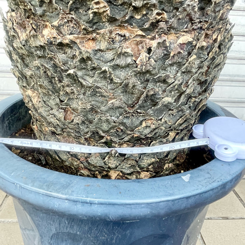 超大型 シンボルツリー 樹形抜群 ソテツ 蘇鉄 Cycas revoluta 10号