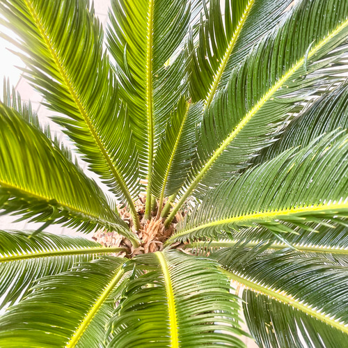 超大型 シンボルツリー 樹形抜群 ソテツ 蘇鉄 Cycas revoluta 10号