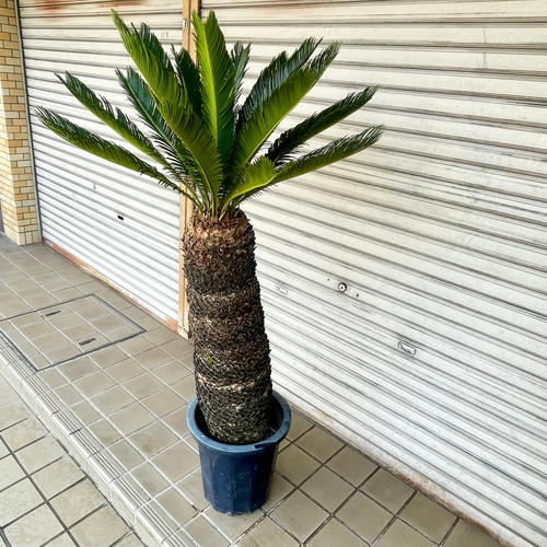 超大型 シンボルツリー 樹形抜群 ソテツ 蘇鉄 Cycas revoluta 10号