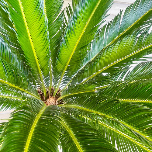 ⭐️【超特大・ソテツ•大量子株‼︎】⭐️蘇轍 ソテツ シンボルツリー級 ⭐️【超巨大・ソテツ】⭐️蘇轍 ソテツ シンボルツリー級 子株つき