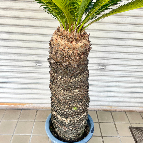 ⭐️【超特大・ソテツ•大量子株‼︎】⭐️蘇轍 ソテツ シンボルツリー級 ⭐️【超巨大・ソテツ】⭐️蘇轍 ソテツ シンボルツリー級 子株つき