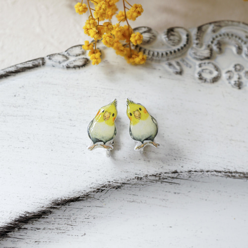 オカメインコ ノーマル首かしげ ぷくぷく チタンピアス 手乗り