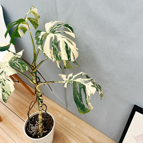 F斑入りモンステラ　鉢発送　ボルシギアナ　ホワイタイガー　初心者　観葉植物　風水 斑入り モンステラ ボルシギアナ ホワイトタイガー 美斑 観葉