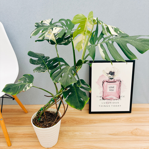 m*7様 極上モンステラ・ボルシギアナ斑入り E 現品］【希少】 モンステラ ボルシギアナ 7号 白 斑入り 観葉