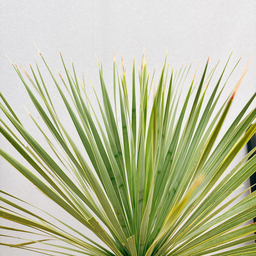 1円〜スタート！ No.3 Yucca rostrata ユッカ ロストラータ