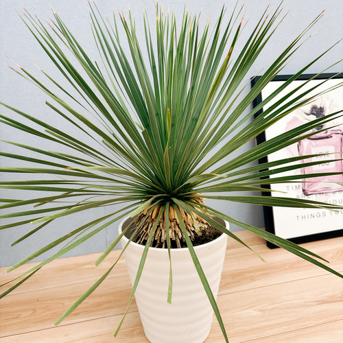 ユッカ ロストラータ サファイアスカイズ 8【現品】 ☆希少☆ 観葉植物