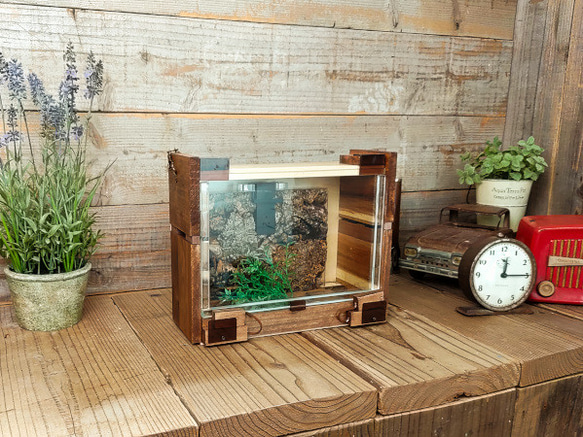 標本箱 3個セット バードウイング ケース ウッド 木箱 クワガタ