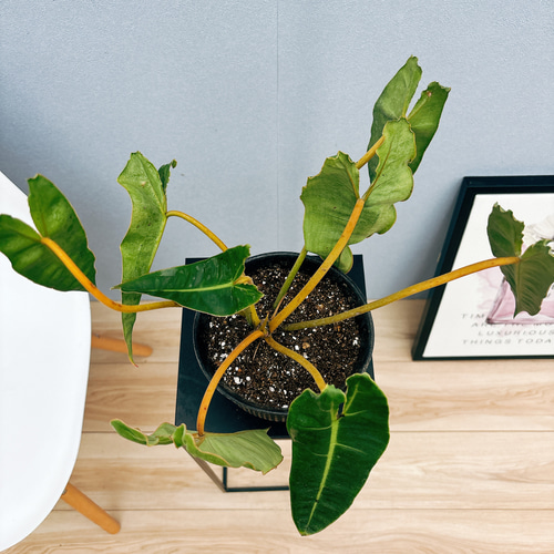 現品］【希少】フィロデンドロン ビレッティア 観葉植物 室内 レア