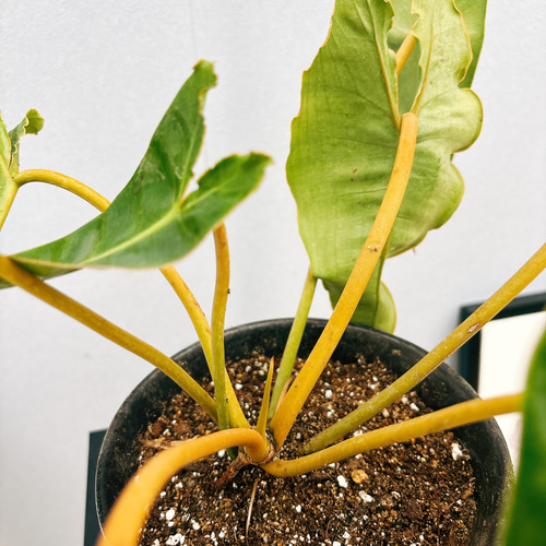 現品］【希少】フィロデンドロン ビレッティア 観葉植物 室内 レア