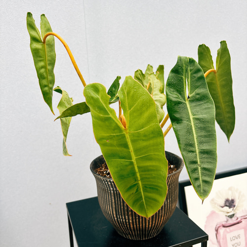 現品］【希少】フィロデンドロン ビレッティア 観葉植物 室内