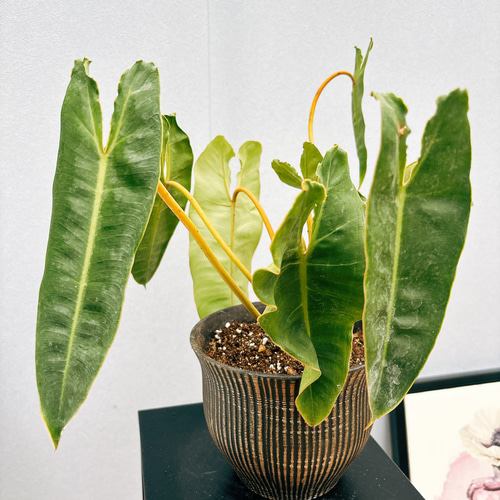 現品］【希少】フィロデンドロン ビレッティア 観葉植物 室内 レア