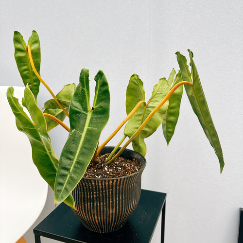 超絶希少❗️サイズ大❗️フィロデンドロン　ビレッティア　斑入り✨ 超絶希少❗️サイズ大❗️フィロデンドロン ビレッティア 斑入り