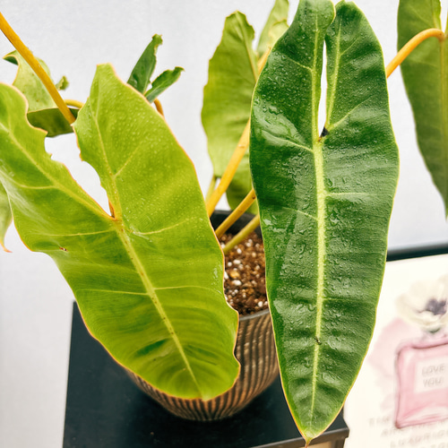 超絶希少❗️サイズ大❗️フィロデンドロン　ビレッティア　斑入り✨ 超絶希少❗️サイズ大❗️フィロデンドロン ビレッティア 斑入り