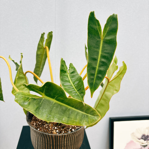 フィロデンドロンビレッティア お値下げしました‼️ 10,000円→9,000円‼️ 現品］【希少】フィロデンドロン ビレッティア 観葉植物 室内 レア