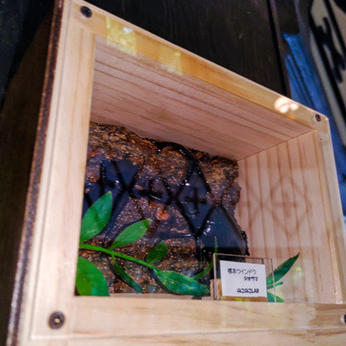 インテリア標本ケース【標本ウインドウ ジオラマ】 その他インテリア