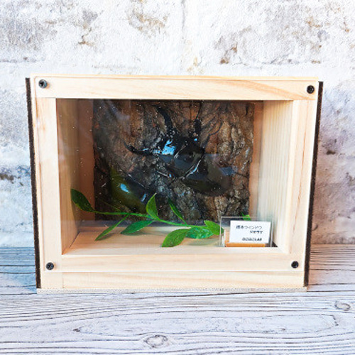 インテリア標本ケース【標本ウインドウ ジオラマ】 その他インテリア