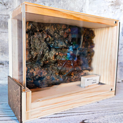 昆虫標本箱【標本桐BOX】 その他インテリア雑貨 のこのこLAB 通販