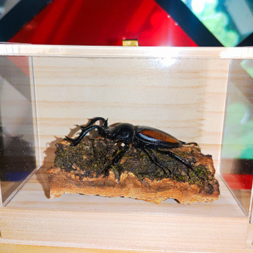 ハチ 標本 透明ケース入り