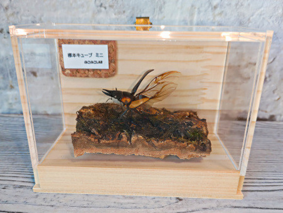 ハチ 標本 透明ケース入り ハチ 標本 透明ケース入り