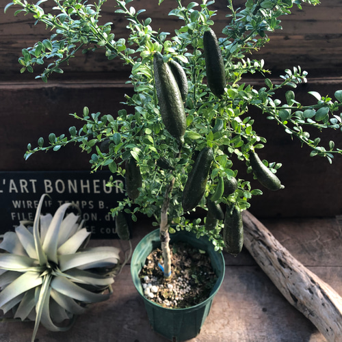 k*s様 特選品③実が20個以上付いてるフィンガーライム・リトルルビー 特選品③実が20個以上付いてるフィンガーライム・リトルルビー