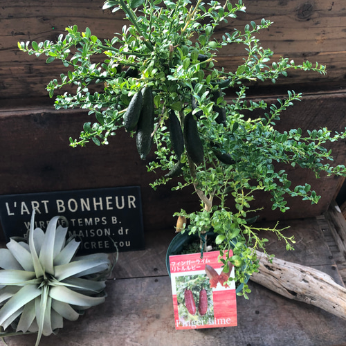 k*s様 特選品③実が20個以上付いてるフィンガーライム・リトルルビー 特選品③実が20個以上付いてるフィンガーライム・リトルルビー