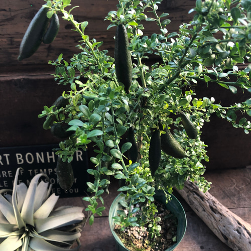 リトルルビー♡実付き♡フィンガーライム♡ピンク♡希少♡高級食材