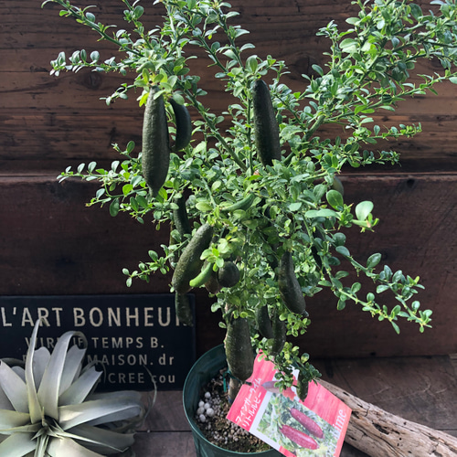 リトルルビー♡実付き♡フィンガーライム♡ピンク♡希少♡高級