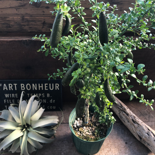 リトルルビー♡実付き♡フィンガーライム♡ピンク♡希少♡高級