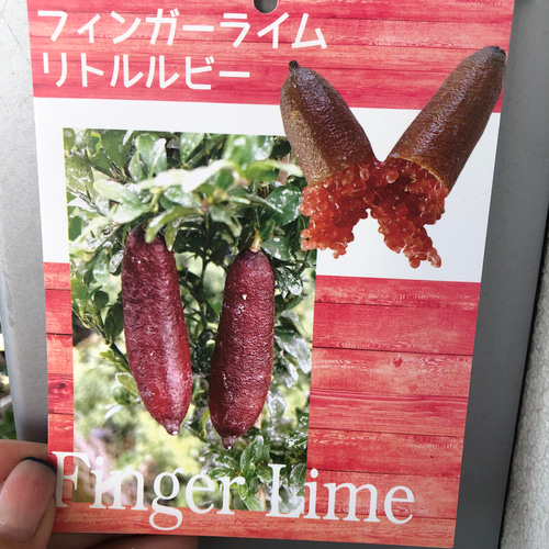 リトルルビー♡実付き♡フィンガーライム♡ピンク♡希少♡高級食材
