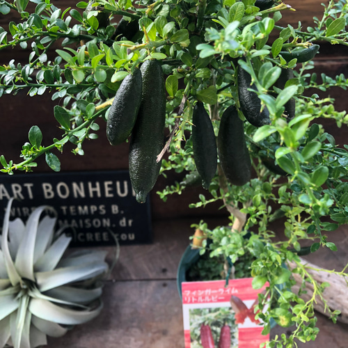 今季ラスト1鉢①実が20個以上付いてるフィンガーライム・リトルルビー 今季ラスト1鉢①実が20個以上付いてるフィンガーライム・リトル