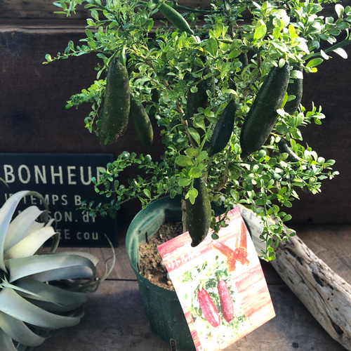 リトルルビー♡実付き♡フィンガーライム♡ピンク♡希少♡高級食材