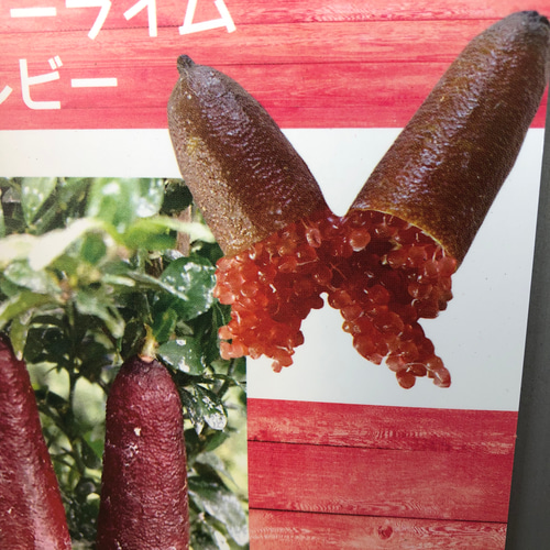 リトルルビー♡実付き♡フィンガーライム♡ピンク♡希少♡高級食材