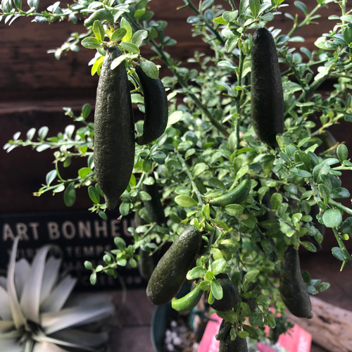 今季ラスト1鉢①実が20個以上付いてるフィンガーライム・リトルルビー 今季ラスト1鉢①実が20個以上付いてるフィンガーライム・リトル