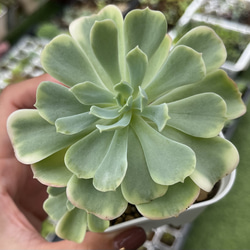 SOLD シャインブライト 厳選韓国苗 名前付き 多肉植物 〜Green